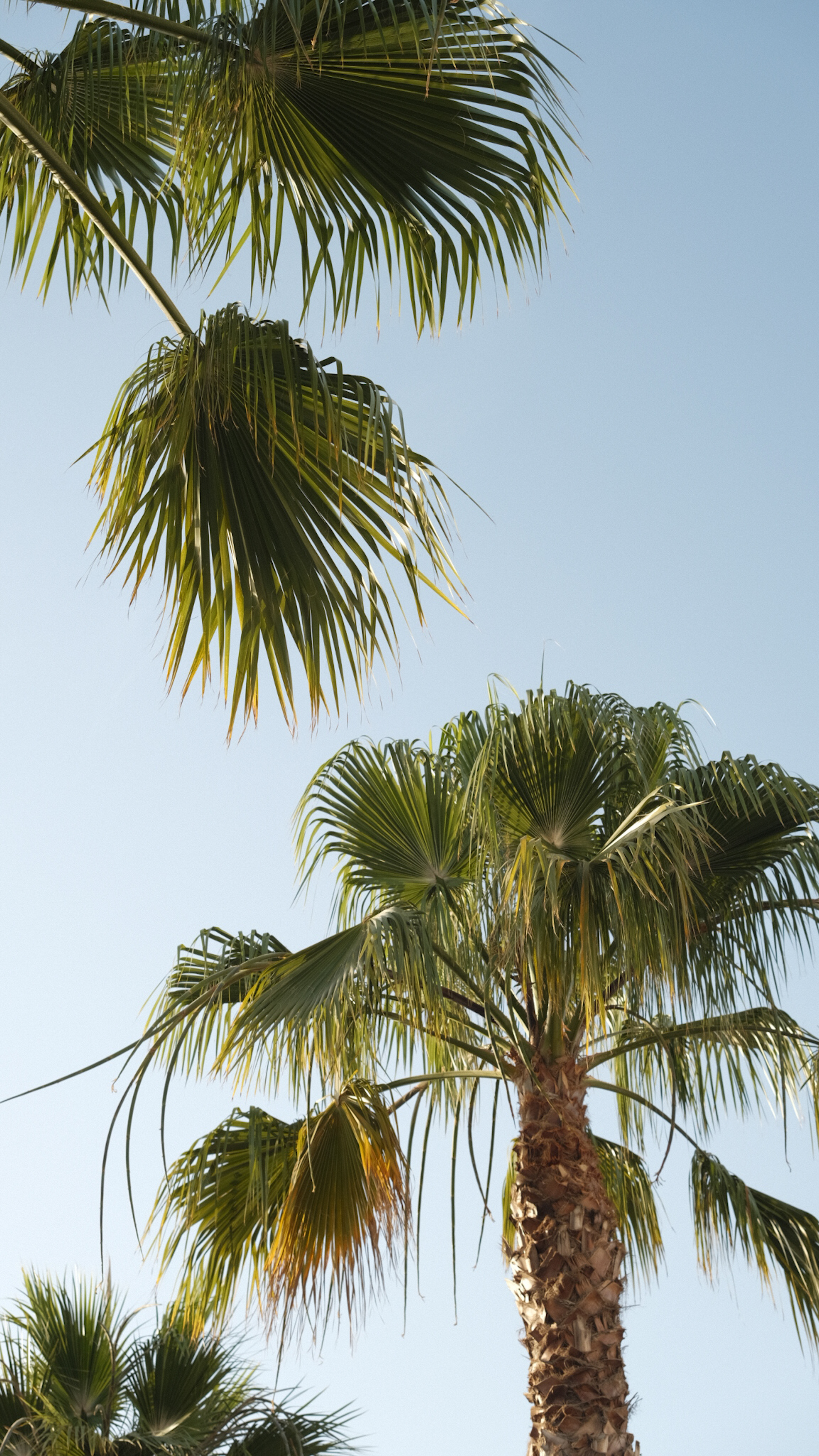 Canopy of Green